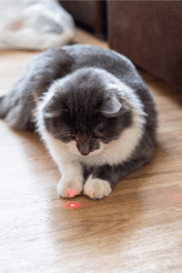 cat laser